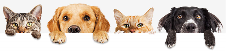 Dogs & cats banner